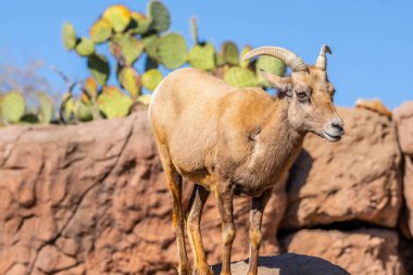 Tucson, Arizona 'da bir Bighorn koyunu.