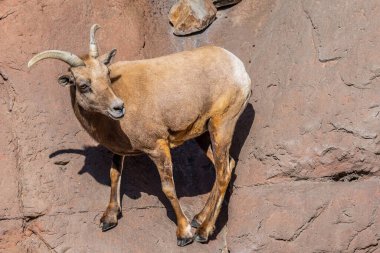 Tucson, Arizona 'da bir Bighorn koyunu.