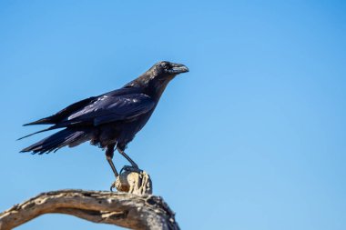 Tucson, Arizona 'da Ortak Kuzgun