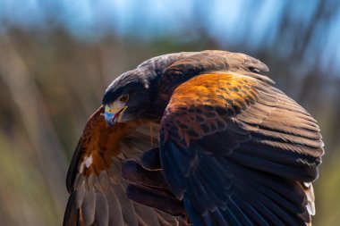 Tucson, Arizona 'da koyu kahverengi bir Harris Hawk.