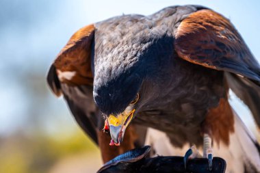 Tucson, Arizona 'da koyu kahverengi bir Harris Hawk.