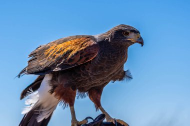 Tucson, Arizona 'da koyu kahverengi bir Harris Hawk.