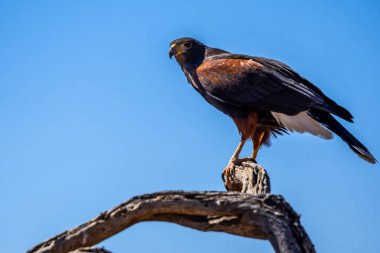 Tucson, Arizona 'da koyu kahverengi bir Harris Hawk.