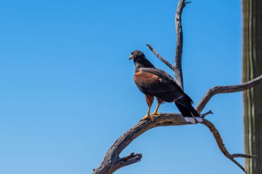 Tucson, Arizona 'da koyu kahverengi bir Harris Hawk.