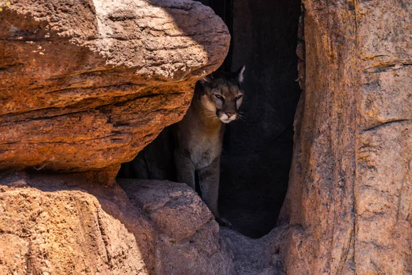 Duży Brązowy Cougar Tucson Arizona — Zdjęcie stockowe
