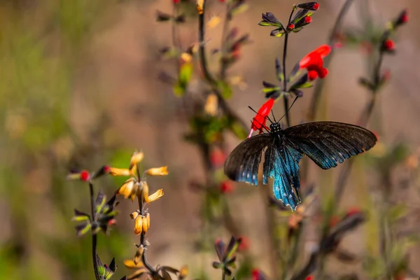Ein Pipevine Swallowtail Tucson Arizona — Stockfoto