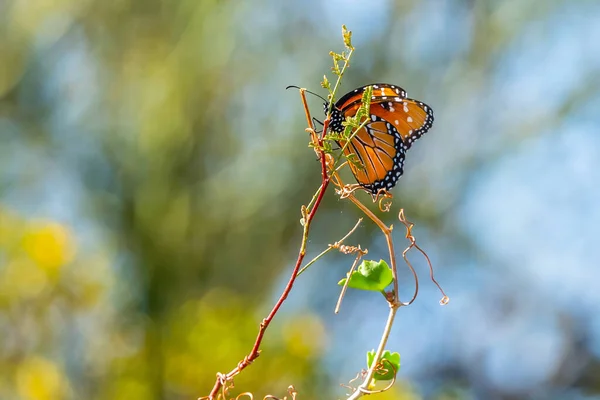 Tucson Arizona Kraliçe Kelebek — Stok fotoğraf
