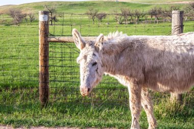 Custer State Park, Utah 'ta dilenci bir Burros.