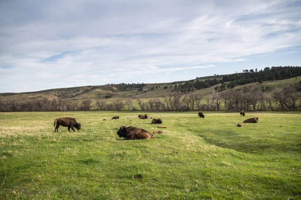American Bison Field Custer State Park Utah — Stock Photo, Image