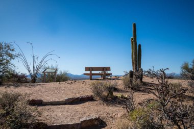 Saguaro NP, ABD - 3 Nisan 2022: Doğa Yolu