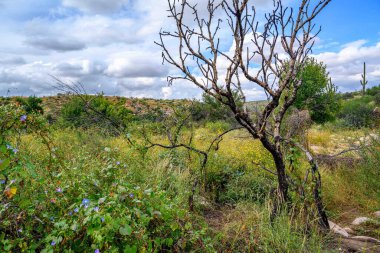 Catalina SP, Arizona 'nın manzarası
