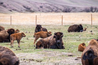 Amerikan Bizonu, Terry Bison Çiftliği, Wyoming 'de.