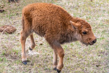 Wyoming 'deki Terry Bison Çiftliği' nde bir Red Dog.