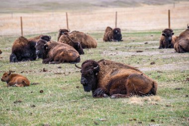 Amerikan Bizonu, Terry Bison Çiftliği, Wyoming 'de.