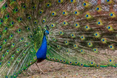 Terry Bison Çiftliği, Wyoming 'de mavi ve yeşil bir tavus kuşu.