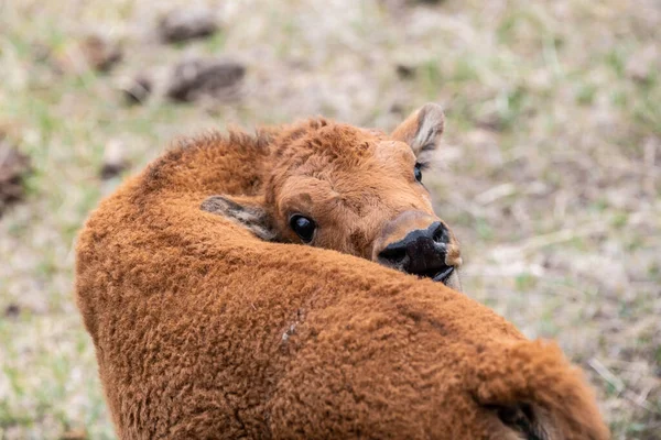 ワイオミング州テリー バイソン牧場の赤い犬 — ストック写真