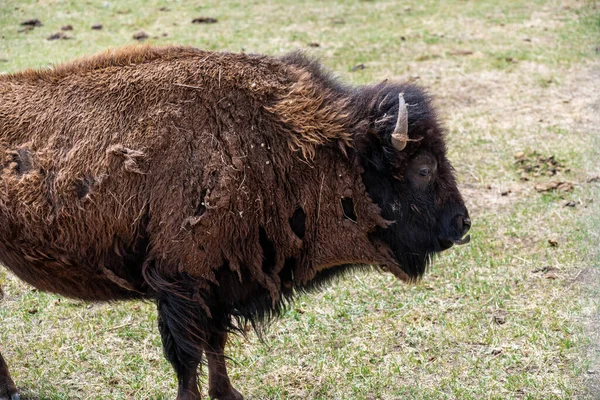 Amerikanischer Bison Auf Dem Feld Der Terry Bison Ranch Wyoming — Stockfoto