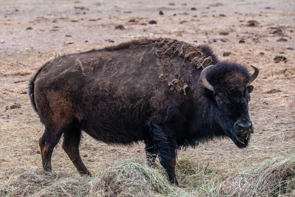 American Bison Field Terry Bison Ranch Wyoming — Stock Photo, Image