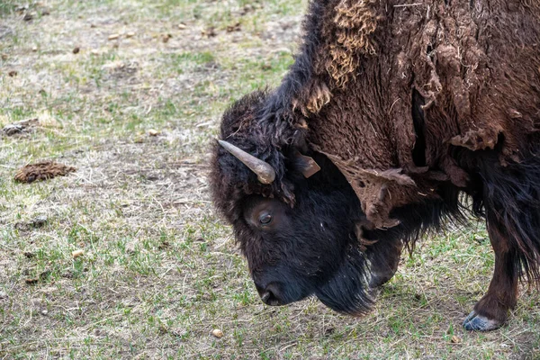 American Bison Nel Campo Terry Bison Ranch Wyoming — Foto Stock