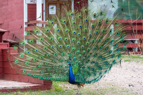A blue and green peacock in Terry Bison Ranch, Wyoming