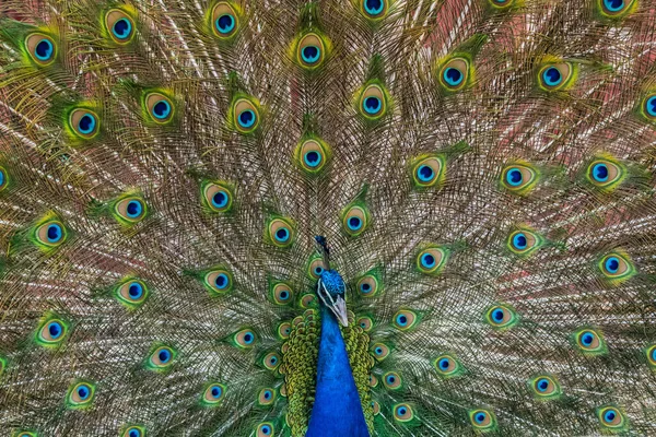 A blue and green peacock in Terry Bison Ranch, Wyoming