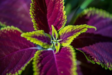 Cheyenne, Wyoming Botanik Bahçesi 'nde çok güzel çiçekler var.
