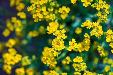 Cheyenne, Wyoming Botanik Bahçesi 'nde çok güzel çiçekler var.