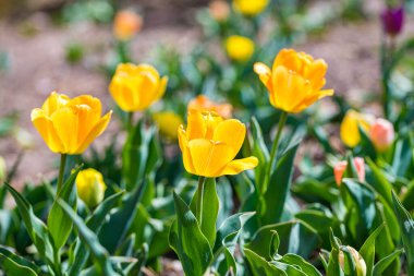 Cheyenne, Wyoming Botanik Bahçesi 'nde çok güzel çiçekler var.