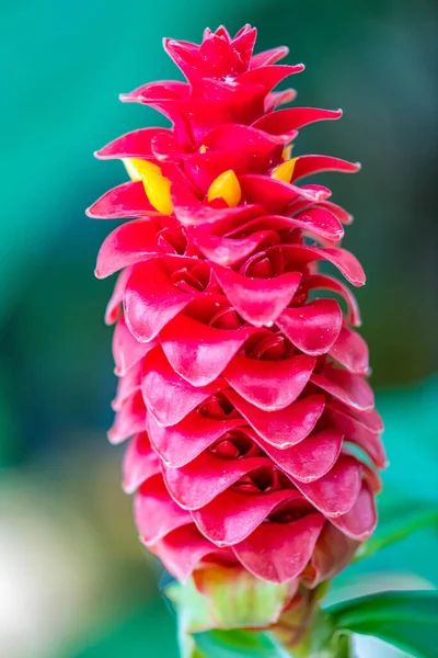 Cheyenne ワイオミング州の植物園で美しい花のセット — ストック写真