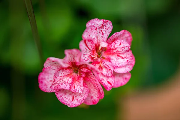 Прекрасний Набір Квітів Ботанічному Саду Міста Шаєнн Штат Вайомінг — стокове фото