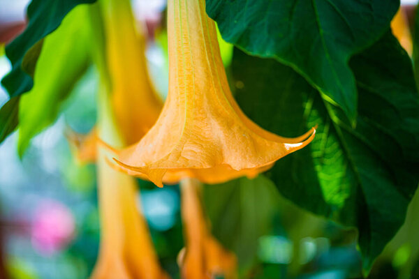 Beautiful set of flowers in Botanical Garden of Cheyenne, Wyoming