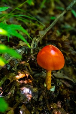 Kuzey Carolina, İskoçya 'da Amanita Jacksonii