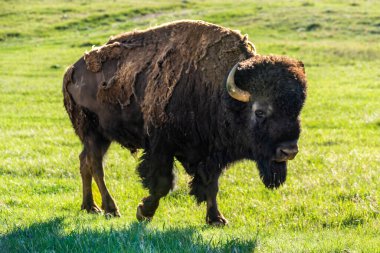 Güney Dakota Custer Eyalet Parkı 'nda Amerikan Bizonu