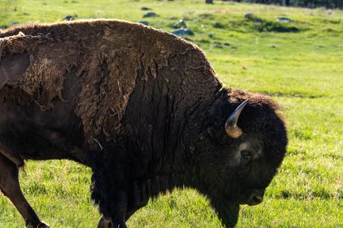 Güney Dakota Custer Eyalet Parkı 'nda Amerikan Bizonu