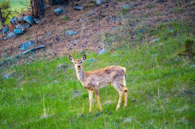 Güney Dakota, Custer Eyalet Parkı 'nda Beyaz Kuyruklu Geyik