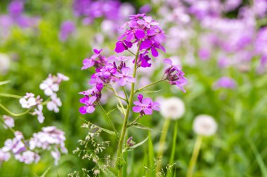 River Falls, Wisconsin 'de Roket Çiçeği Hanım.