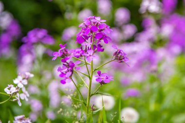 River Falls, Wisconsin 'de Roket Çiçeği Hanım.