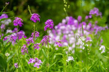 River Falls, Wisconsin 'de Roket Çiçeği Hanım.