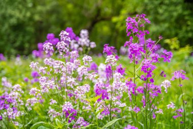 River Falls, Wisconsin 'de Roket Çiçeği Hanım.