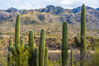 Catalina SP, Arizona 'da uzun ince bir Saguaro Kaktüsü