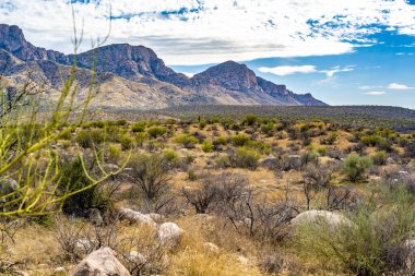 Catalina SP, Arizona 'da uzun ince bir Saguaro Kaktüsü