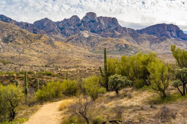 Catalina SP, Arizona 'da uzun ince bir Saguaro Kaktüsü