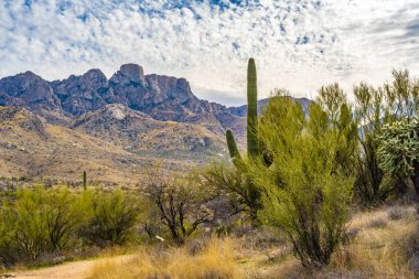 Catalina SP, Arizona 'da uzun ince bir Saguaro Kaktüsü