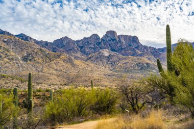 Catalina SP, Arizona 'da uzun ince bir Saguaro Kaktüsü