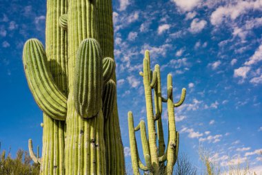 Catalina SP, Arizona 'da uzun ince bir Saguaro Kaktüsü