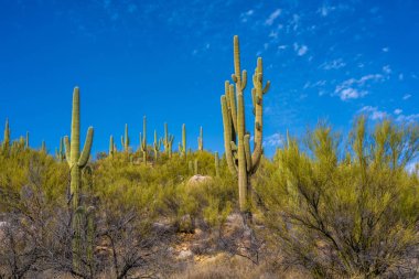 Catalina SP, Arizona 'da uzun ince bir Saguaro Kaktüsü