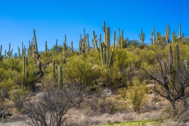 Catalina SP, Arizona 'da uzun ince bir Saguaro Kaktüsü