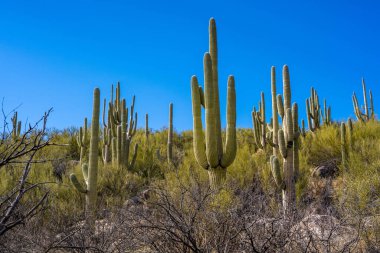 Catalina SP, Arizona 'da uzun ince bir Saguaro Kaktüsü