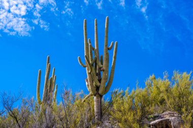 Catalina SP, Arizona 'da uzun ince bir Saguaro Kaktüsü