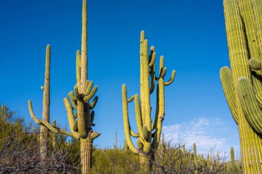 Catalina SP, Arizona 'da uzun ince bir Saguaro Kaktüsü